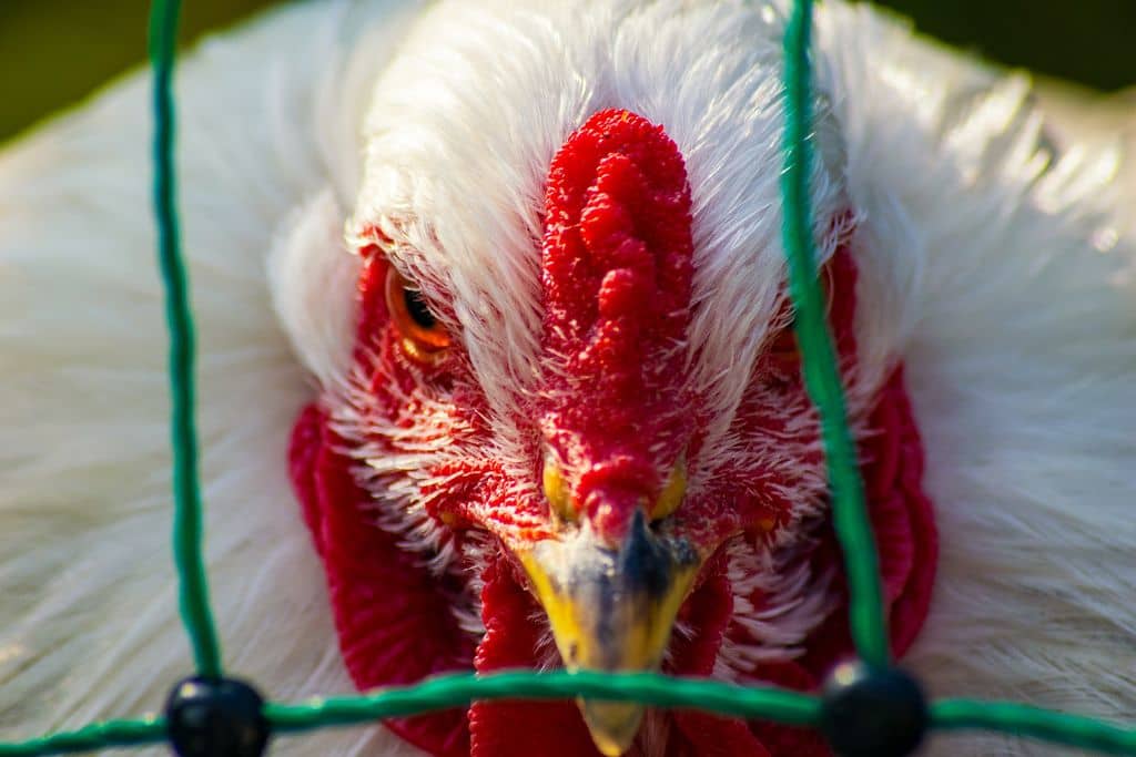 bird-flu-chicken