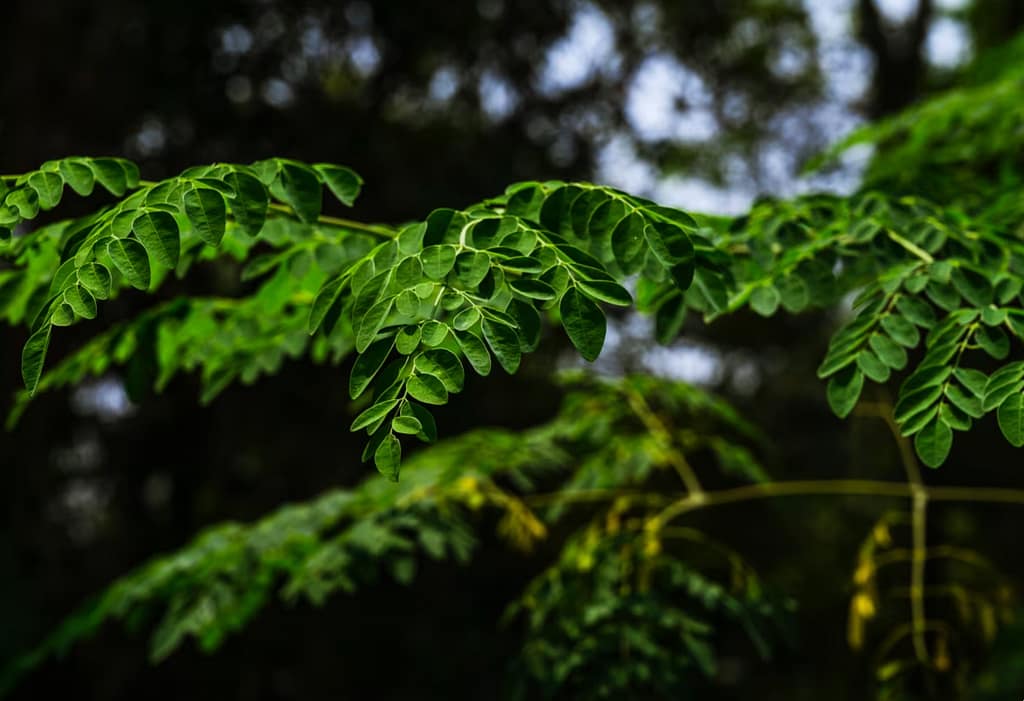 Moringa Seeds Found to Remove Up to 98.5% of Microplastics from Drinking Water, Study Shows