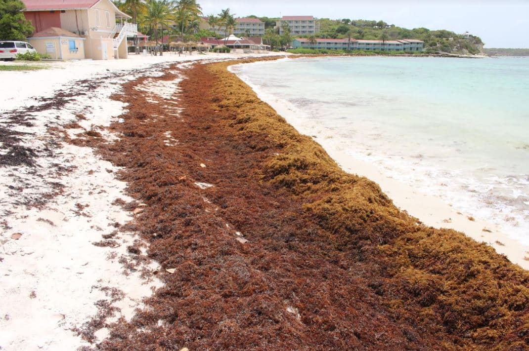 Sargassum2