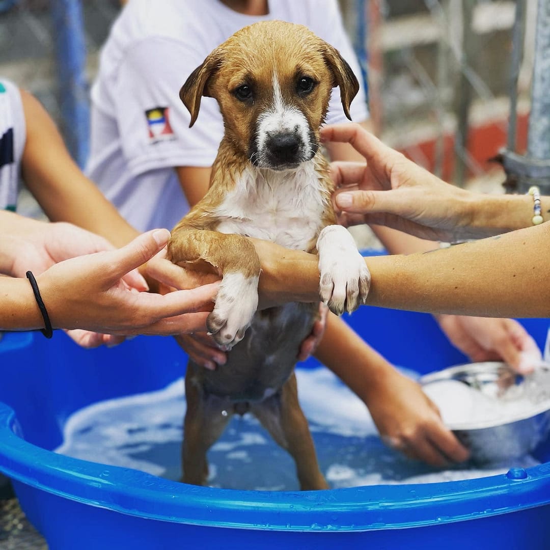 paaws-puppy