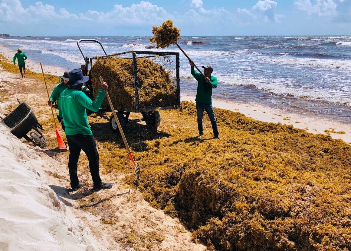Sargassum