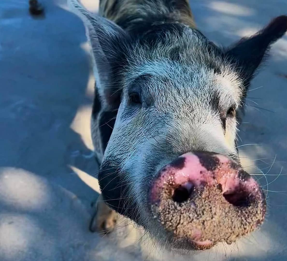 pigs in paradise photo