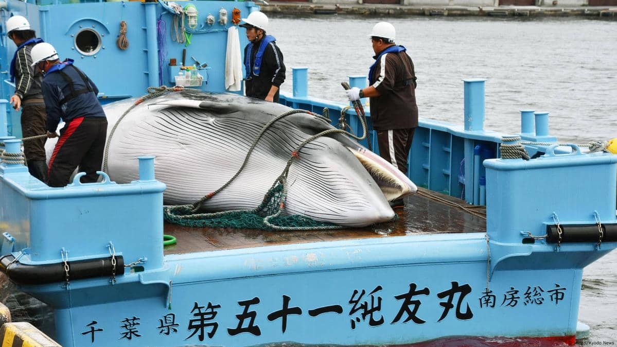 whaling