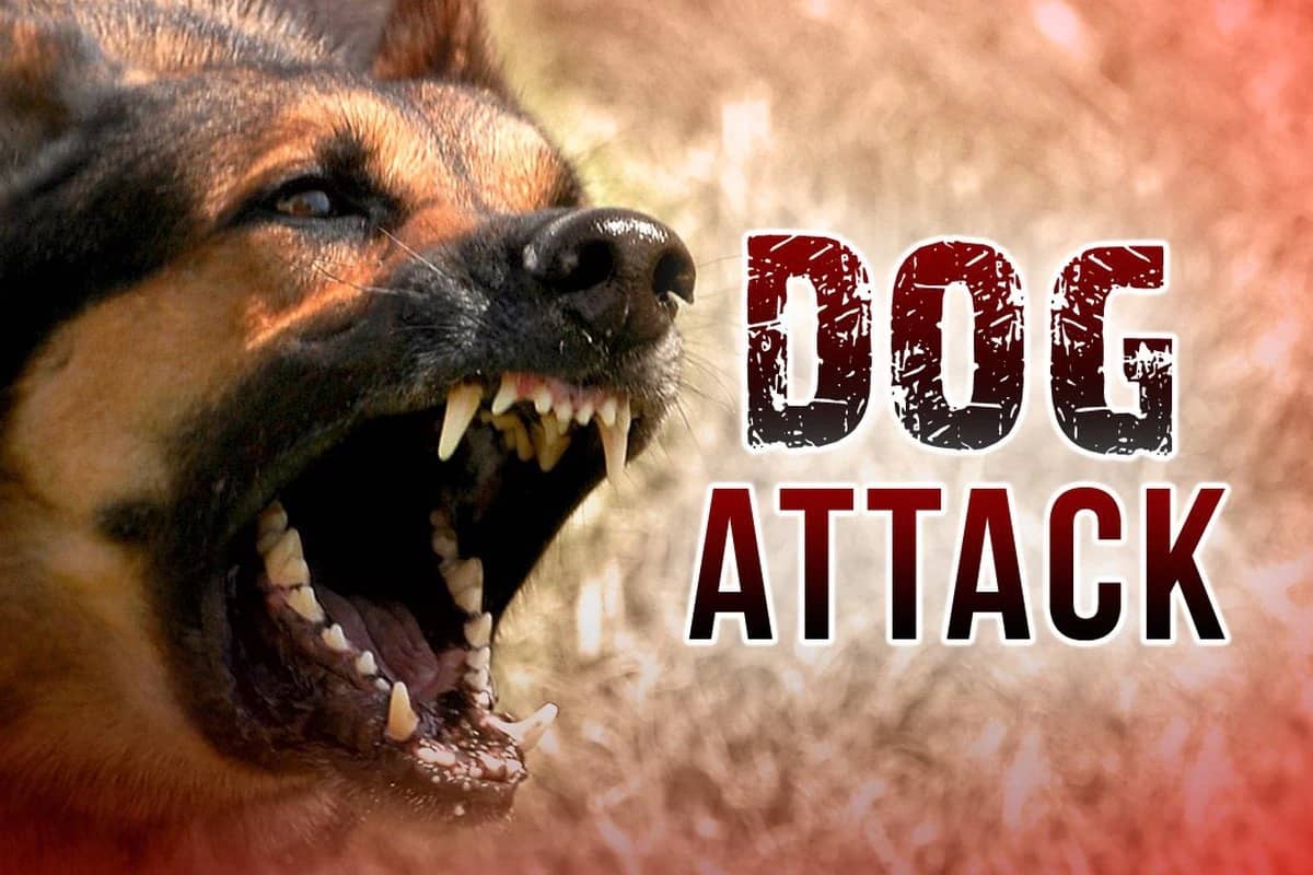 DOGATTACK
