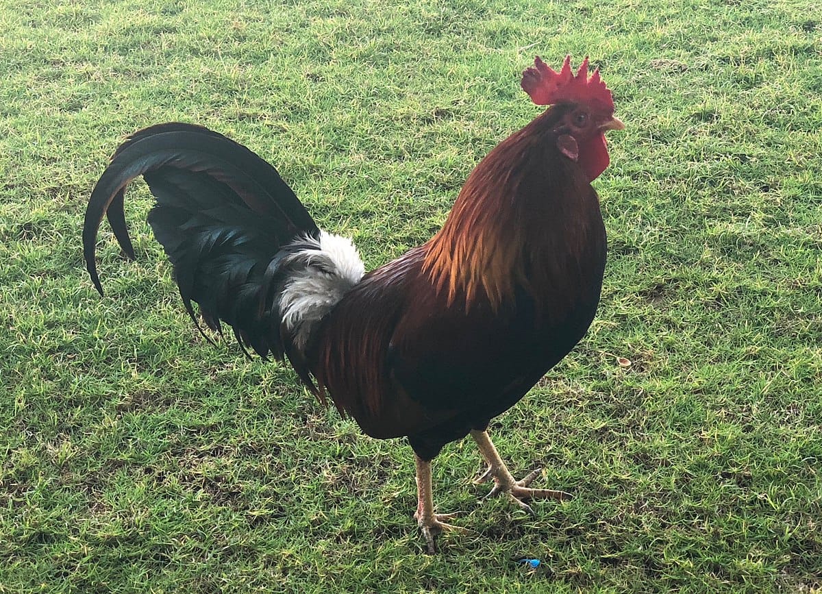 COCK