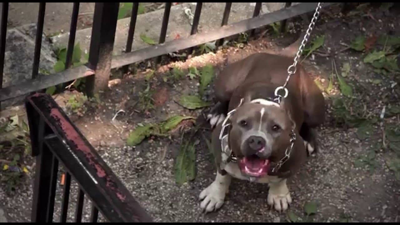 DogFighting