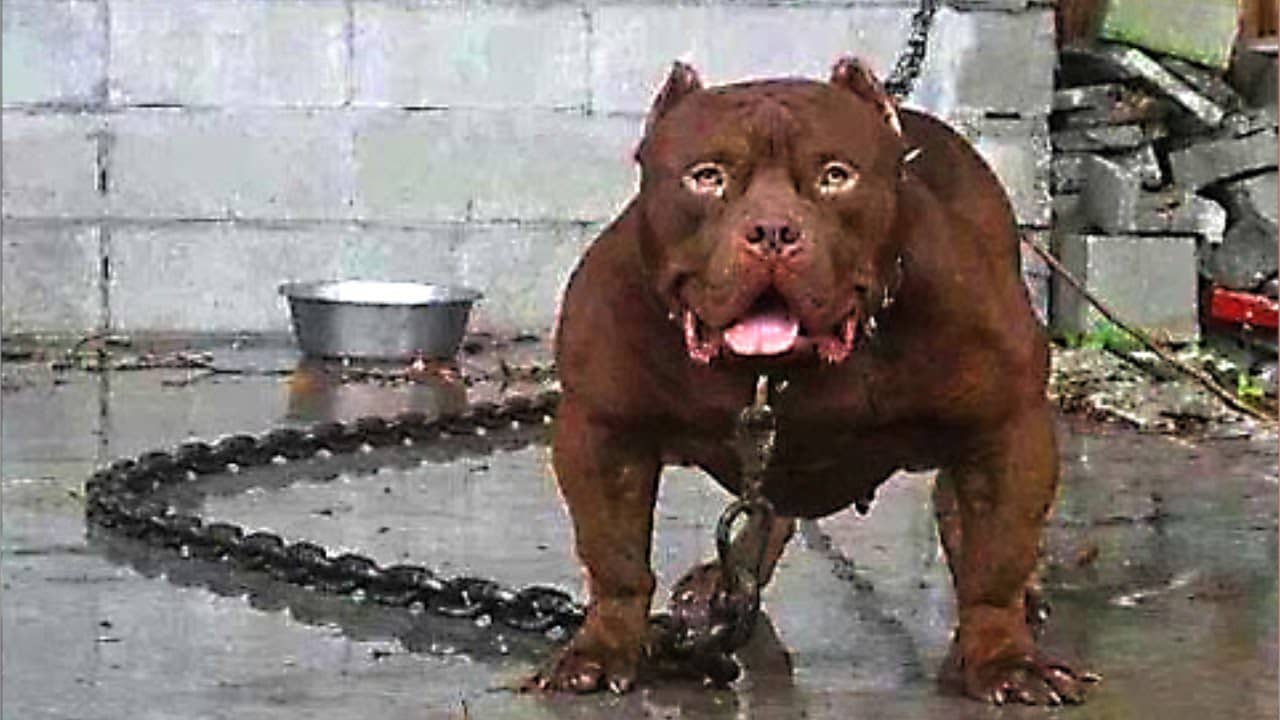 Bad Dogs