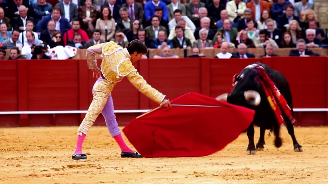 bull
