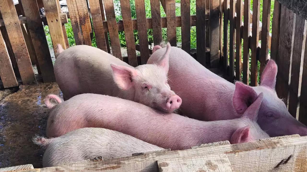 WhatsApp-Image-2025-11-07-at-04.38.00-2