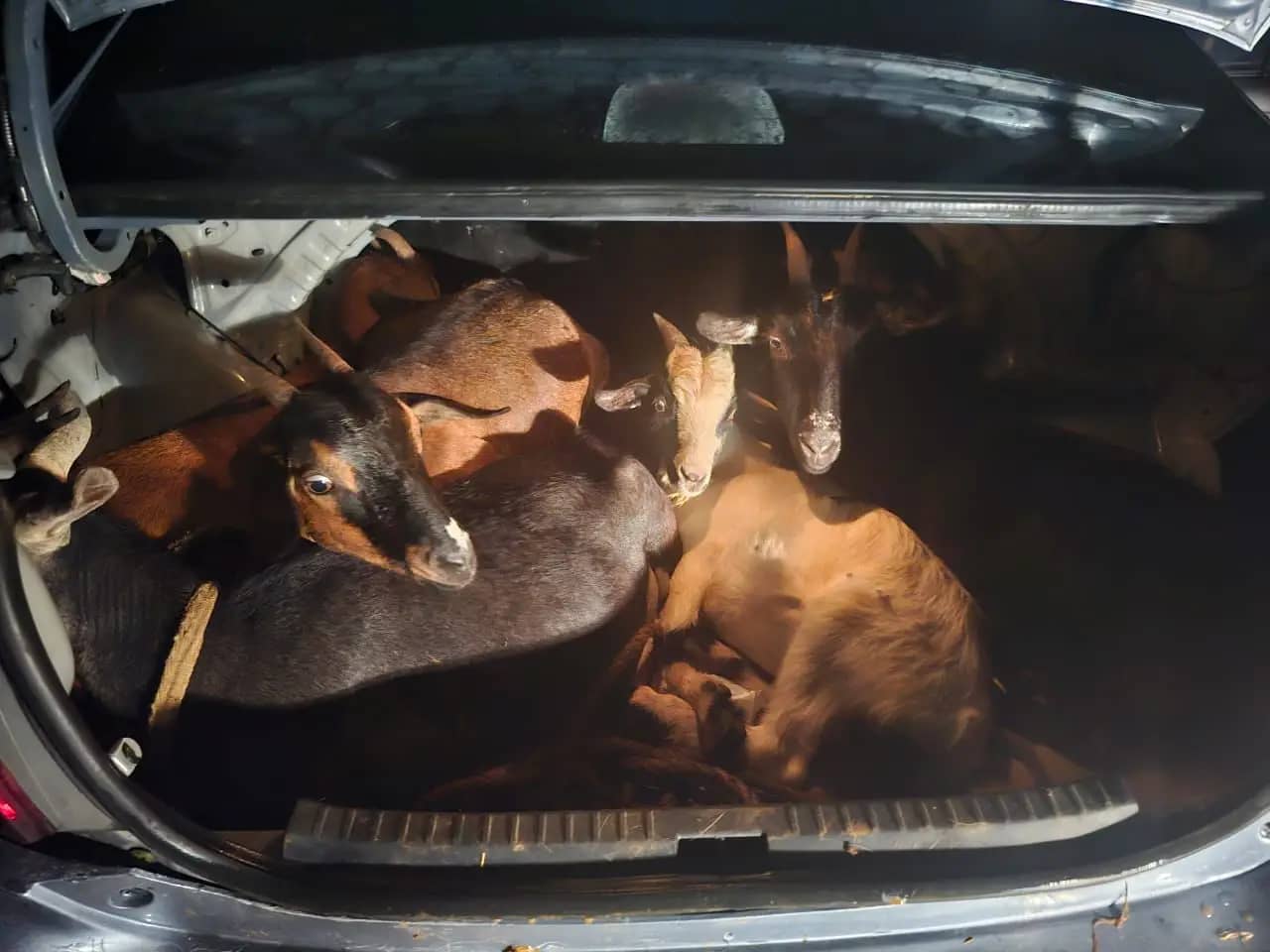 goats