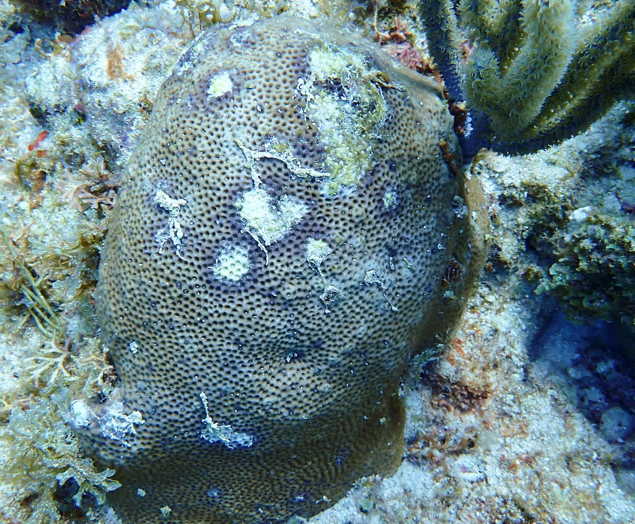 front-5-coral-disease-2-scaled