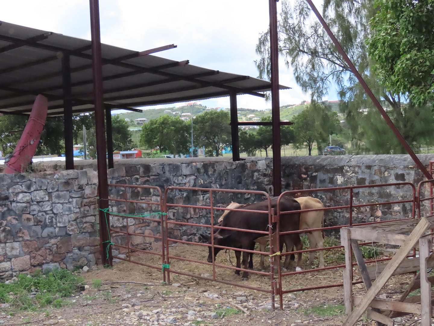 livestock visit14