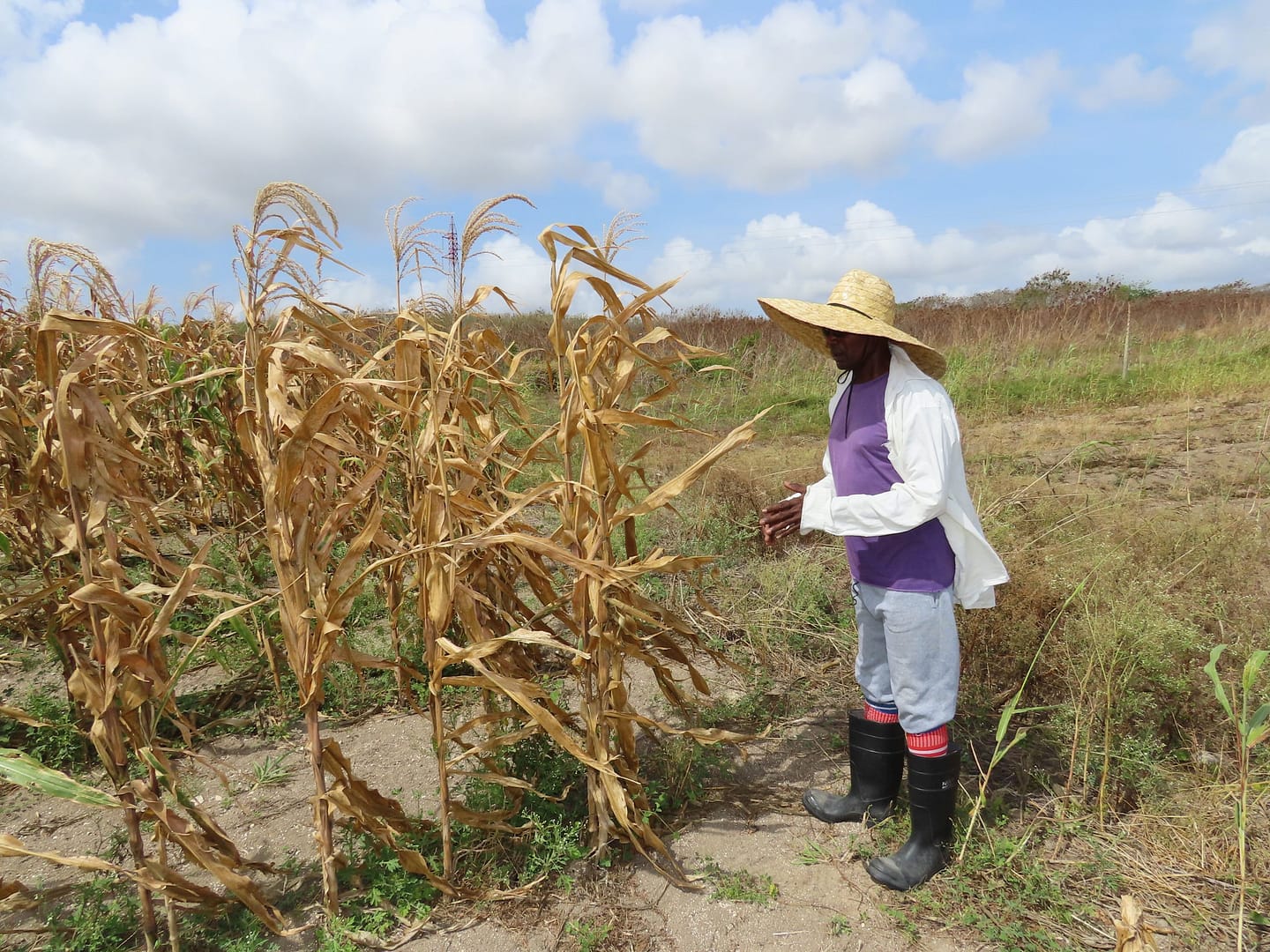 farmers plight 12