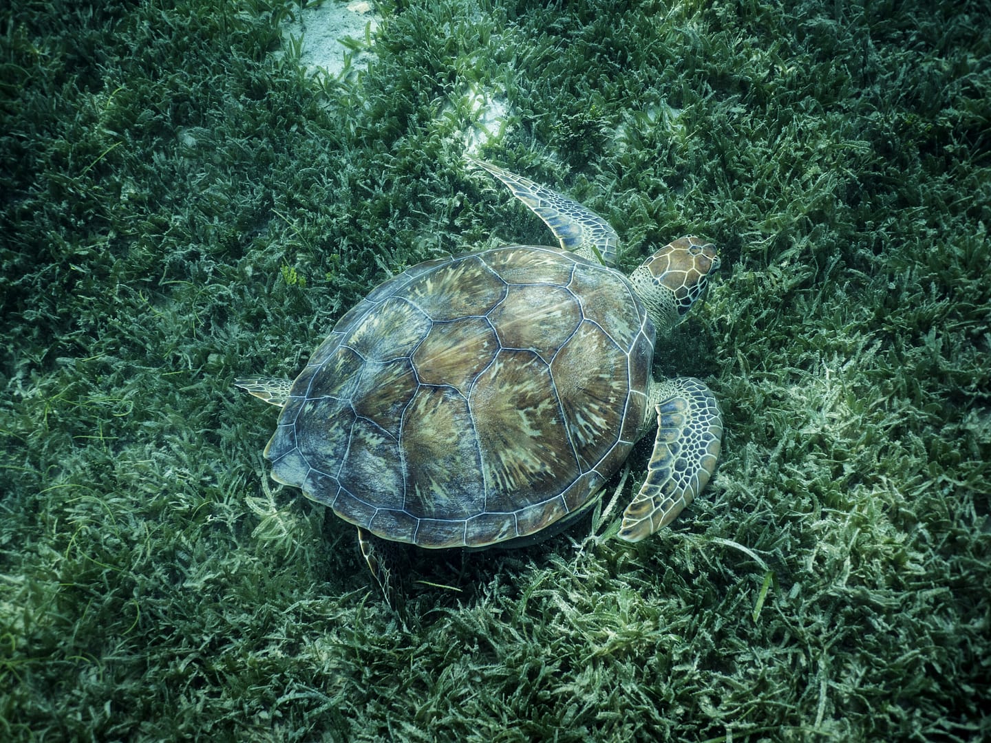turtle