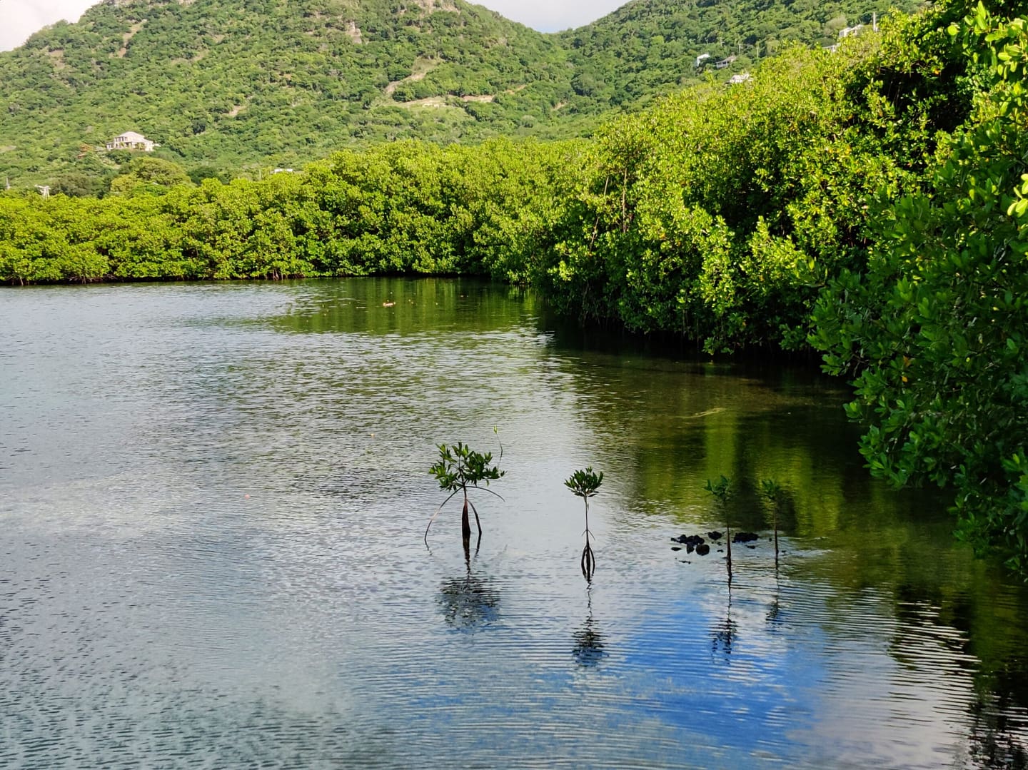 Mangroves