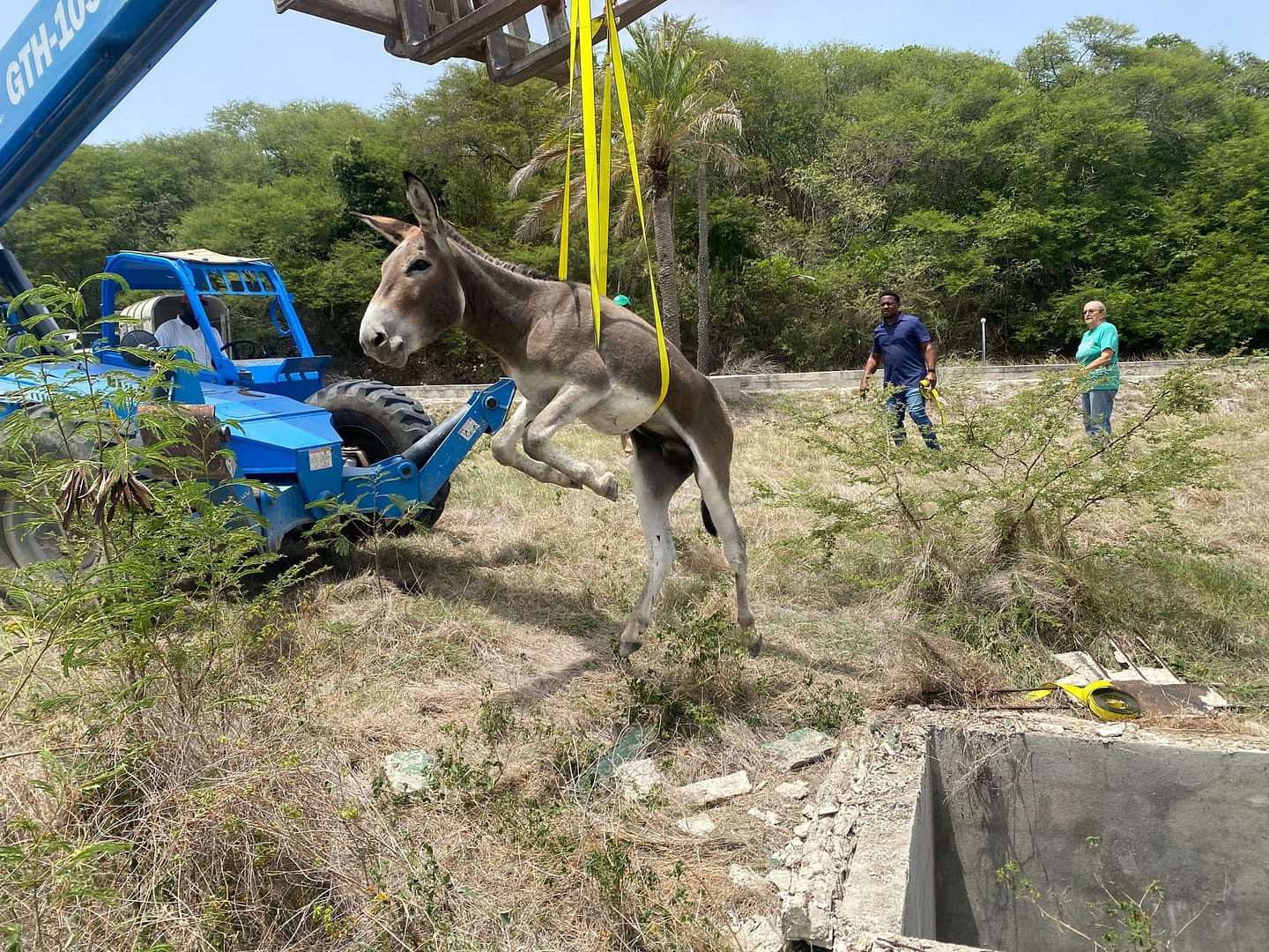 donkeyy