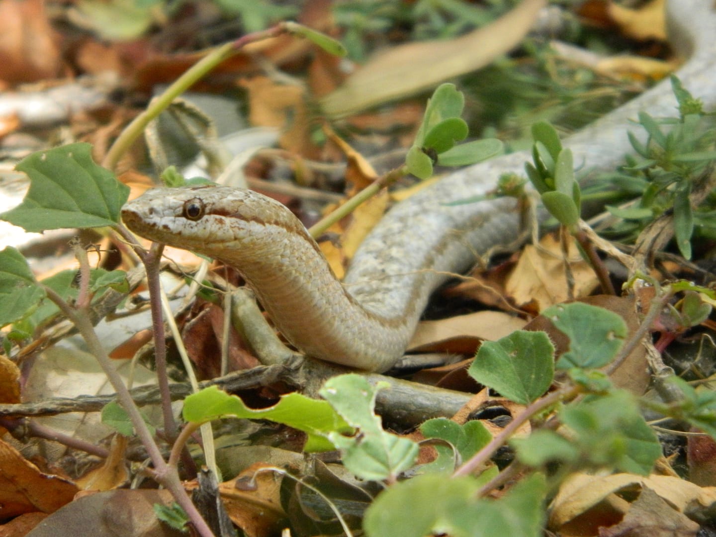 Racer Snake