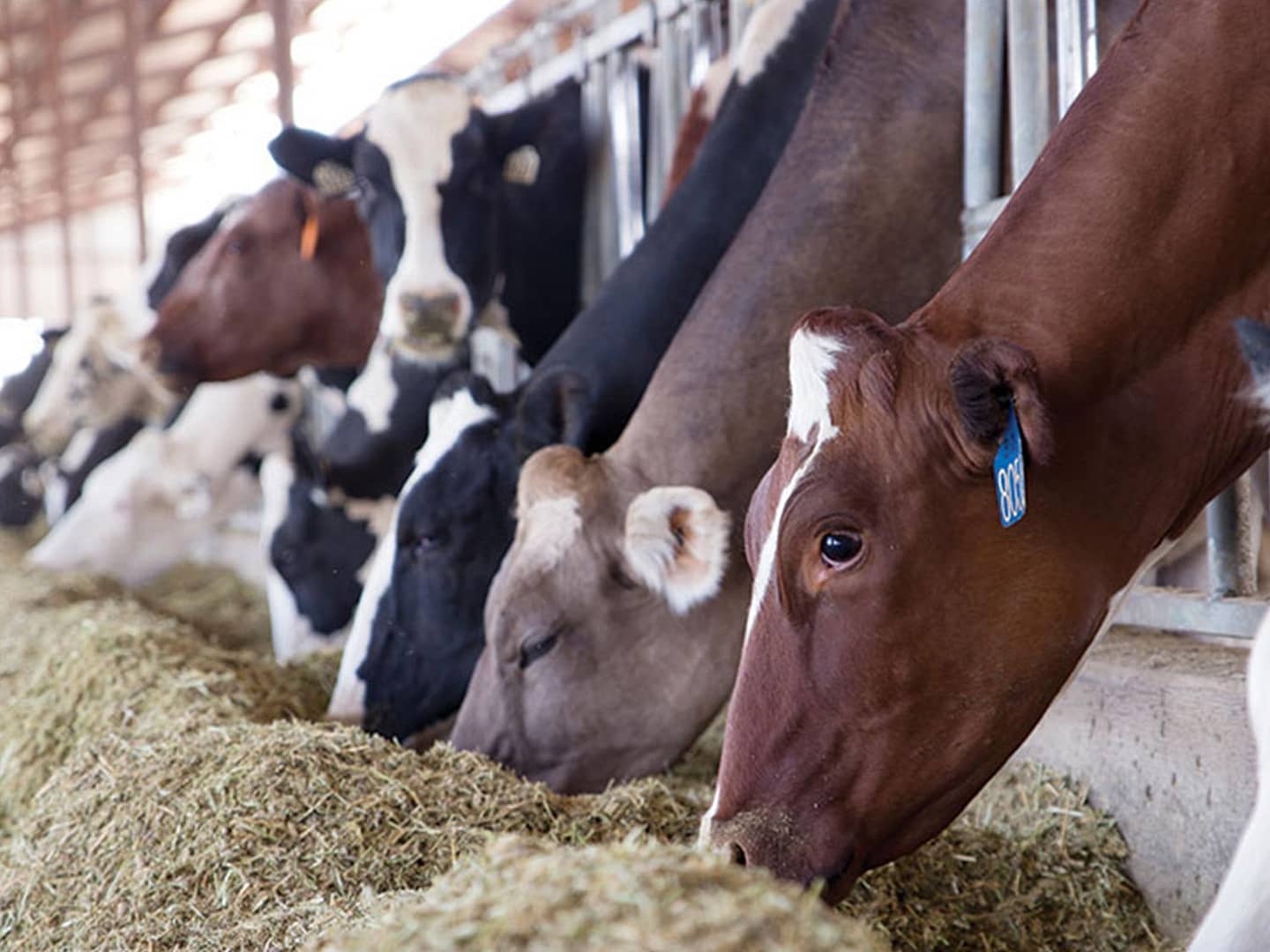 Cows_eating-1