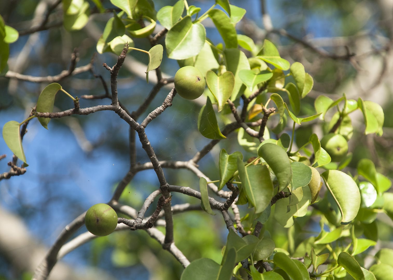manchineel-tree_18-1