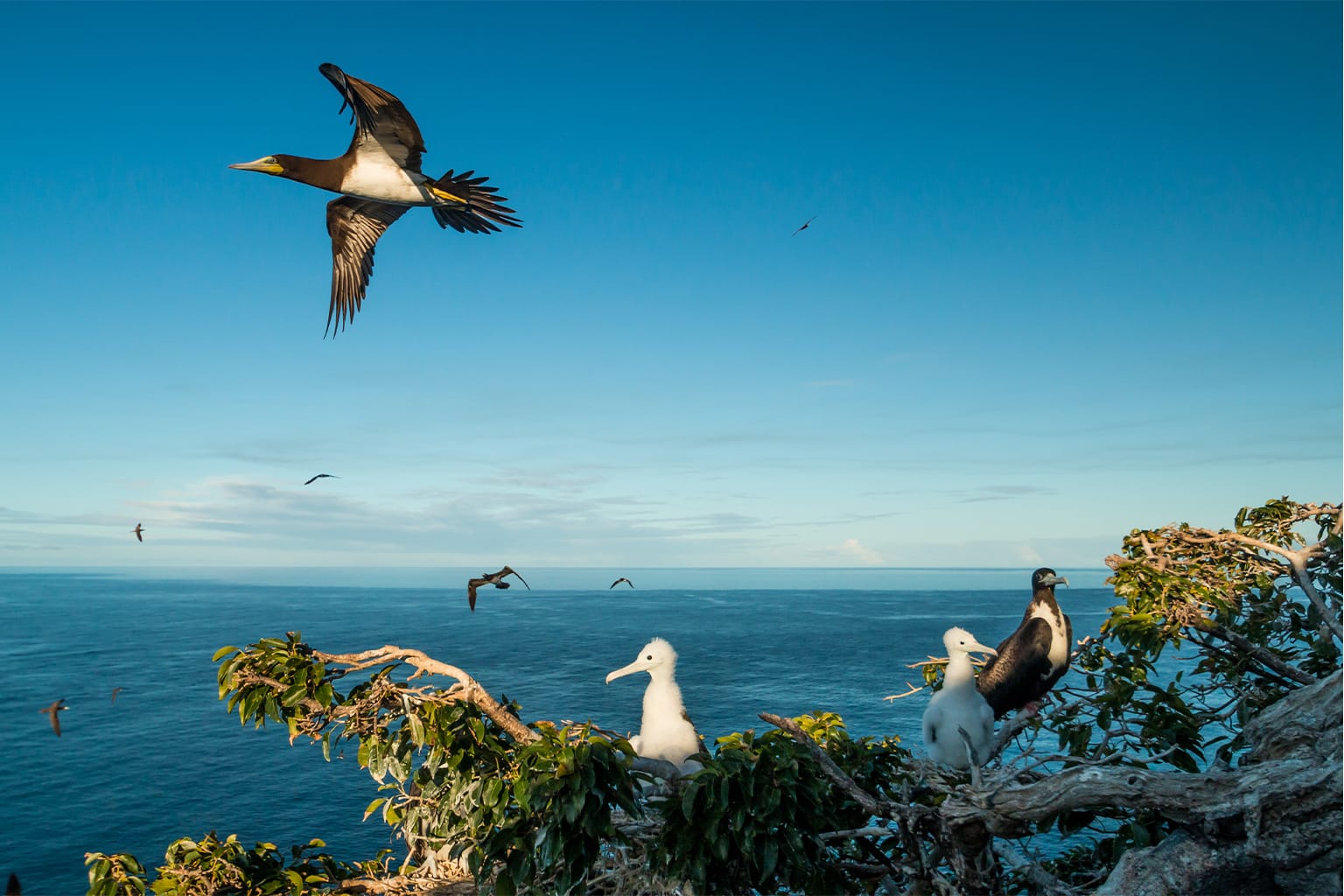 redonda-birds-2
