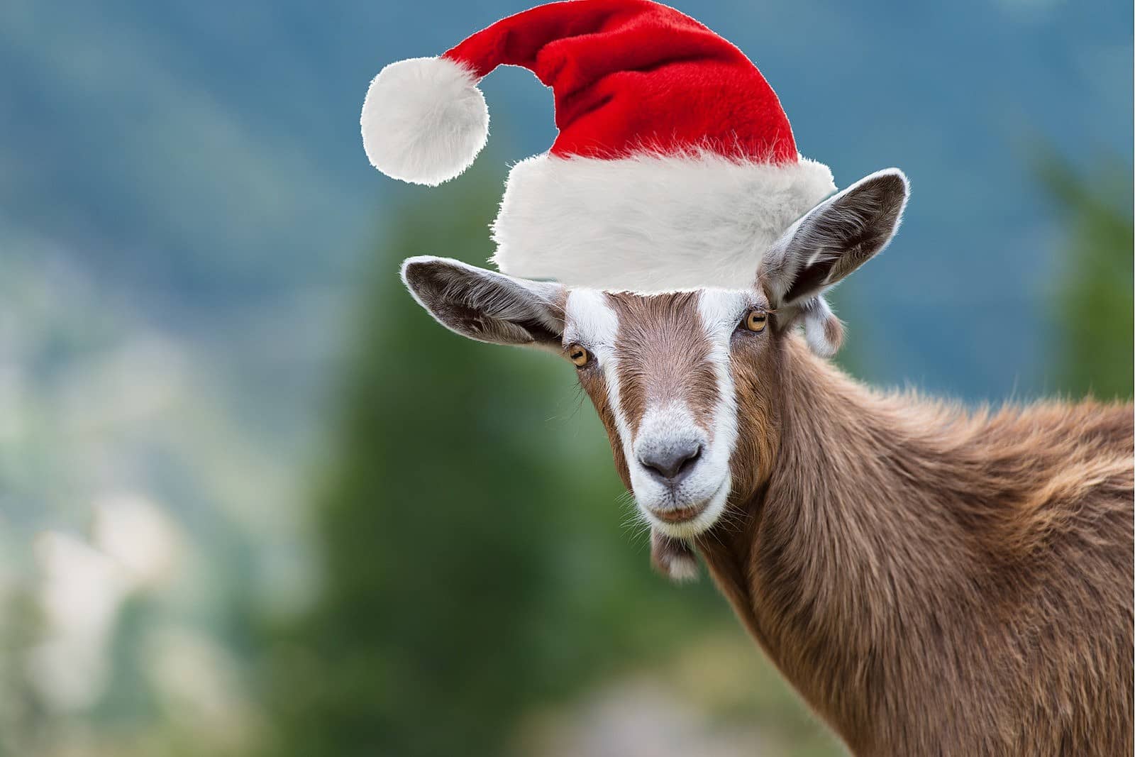 Goat