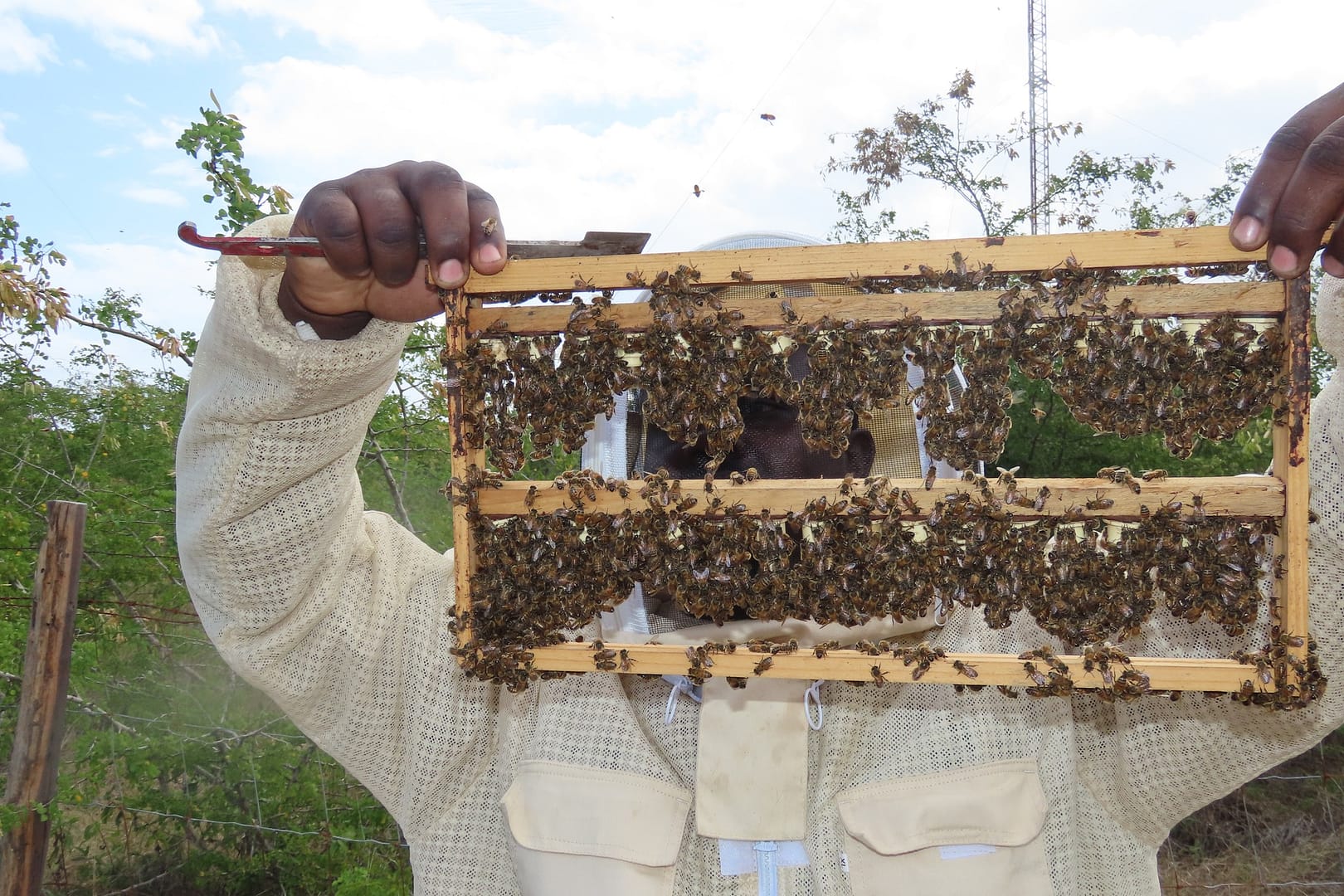 queen bee