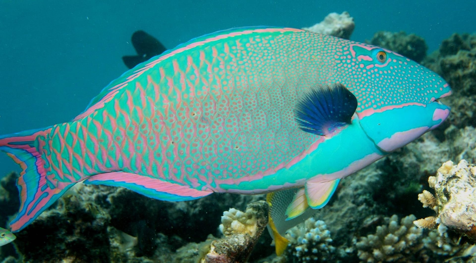parrotfish
