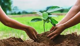 Tree-planting drive to reach new homeowners and government buildings in 2026