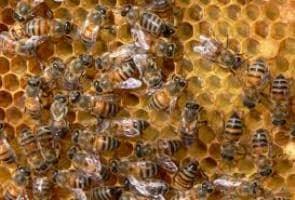 bees