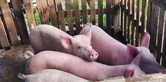 Veterinary Team Expands African Swine Fever Surveillance to Barbuda