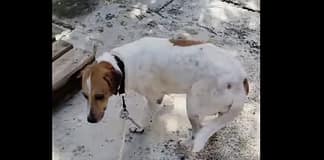 Paaws Antigua Empties Shelter for First Time in 30 Years as Last Dog Moves to Foster Care