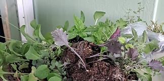 Seedling Distribution Boosts Backyard Gardening Efforts in Barbuda