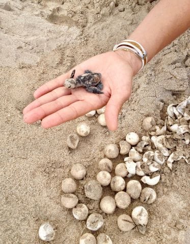 barbuda_turtle_hatchling