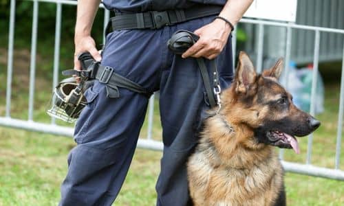 K9