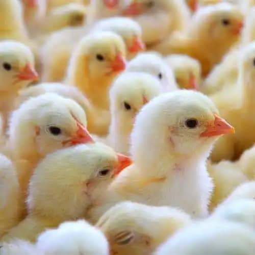 Broiler-Chicks-Kenya