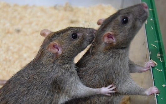 rats