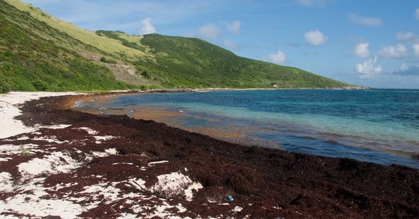 sargasmshore