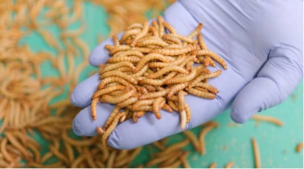 WORMS