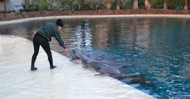 dolphin-fed