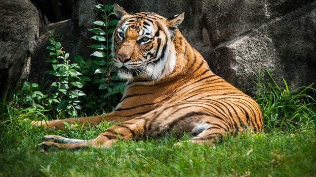 tiger