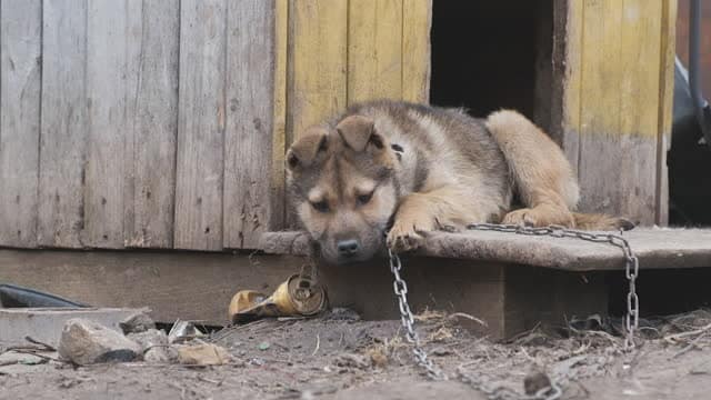 Sad dog chained up. Cruelty to animals by humans.