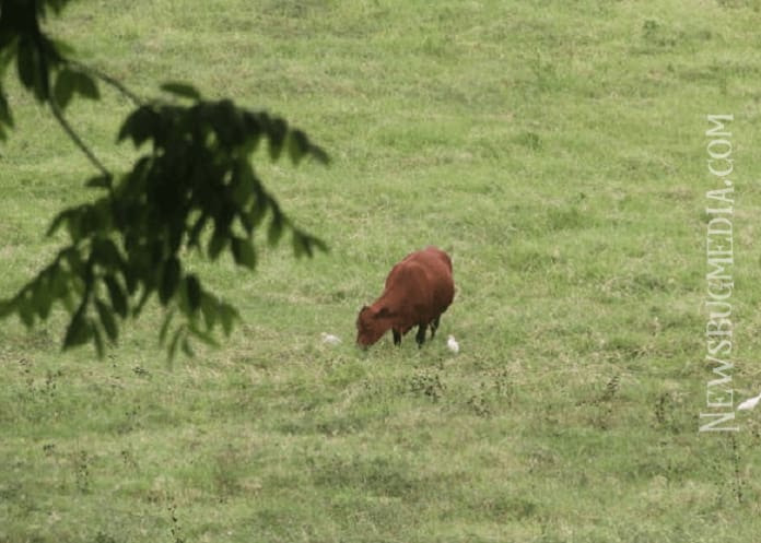 cow-696x497