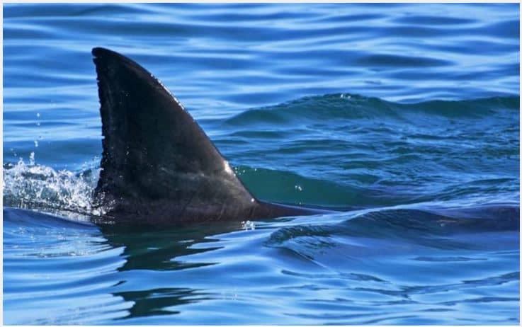 Shark