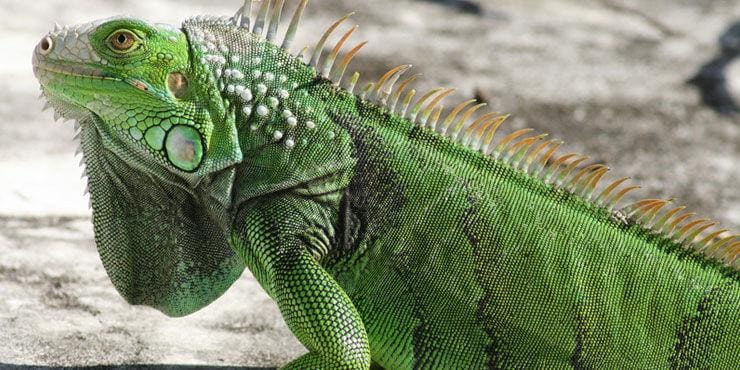 Iguana