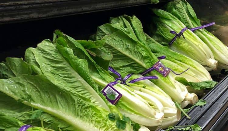 Romaine-Lettuce