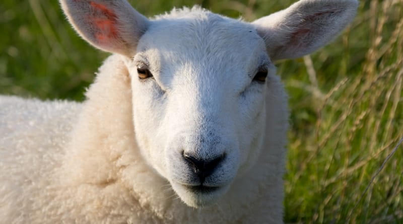 sheep-2-800x445