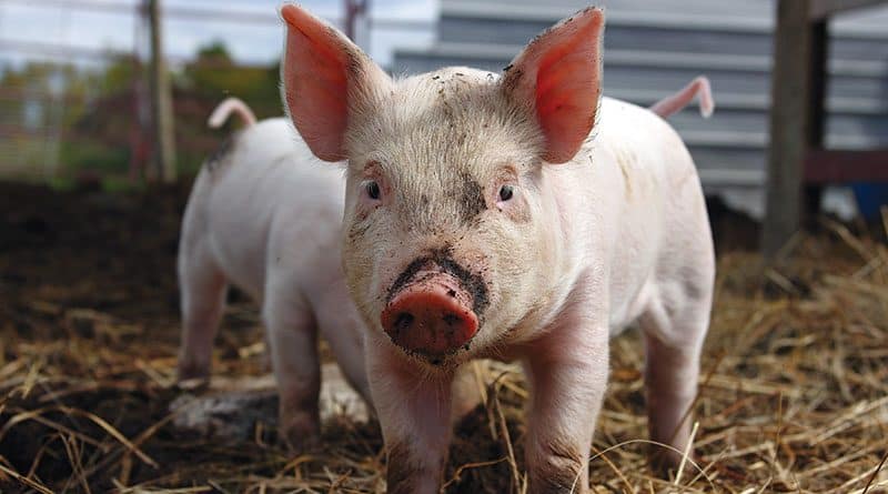 pigs-597674963-800x445