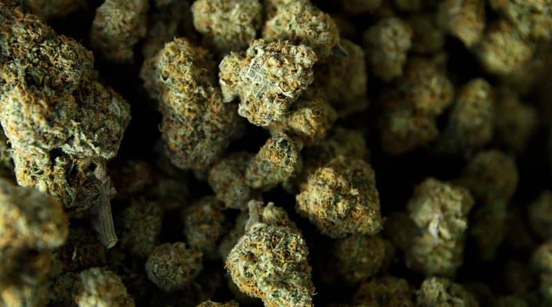 CANNABIS