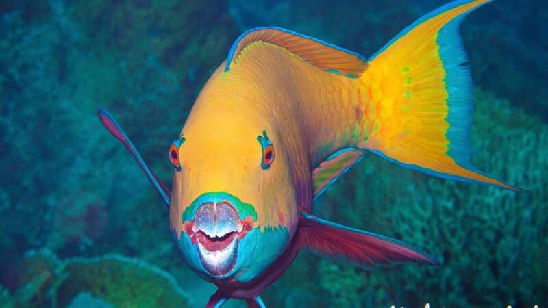 parrotfish-AdobeStock_339920294