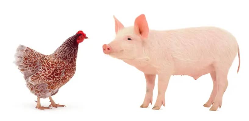 PIG